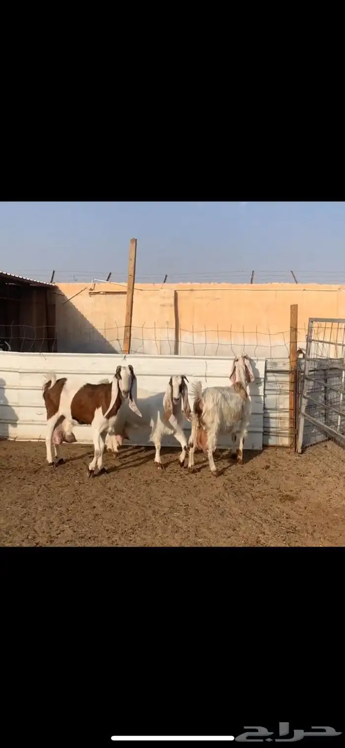 معزا حليب ( تم البيع ) 0