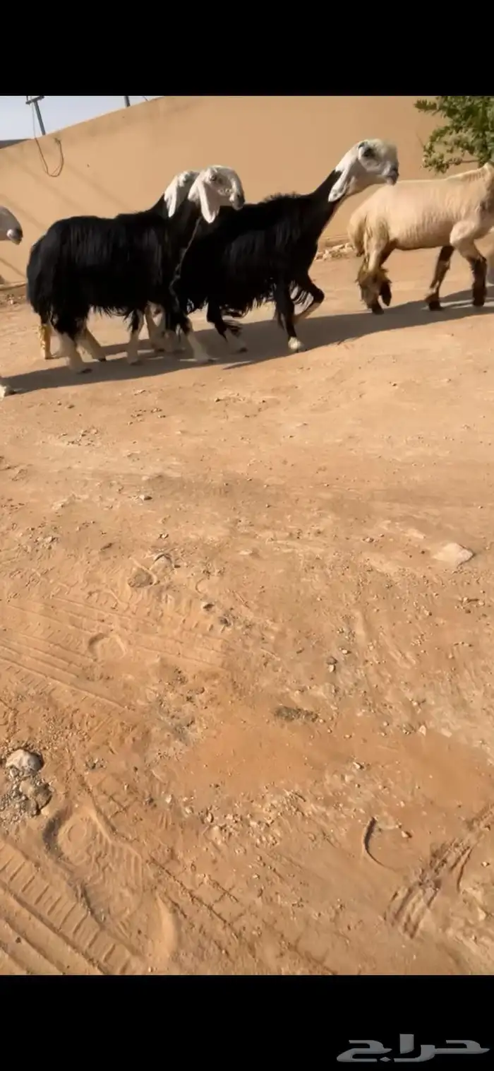 شياه نجد نوادر ( تم البيع ) 0