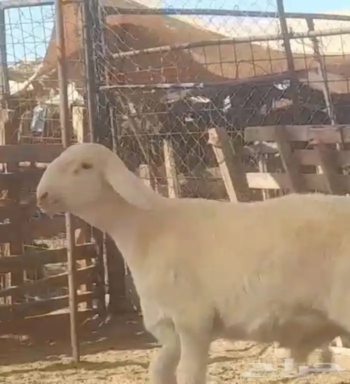 مشروع حري صنف فاخر 5