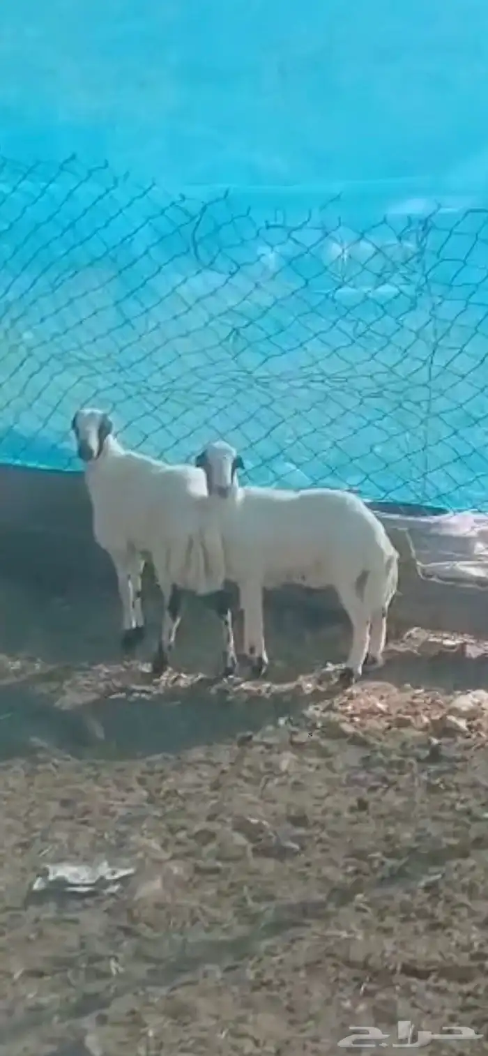 طليان رفيدي تبلد عندي مقفله شحم 3شهور 3