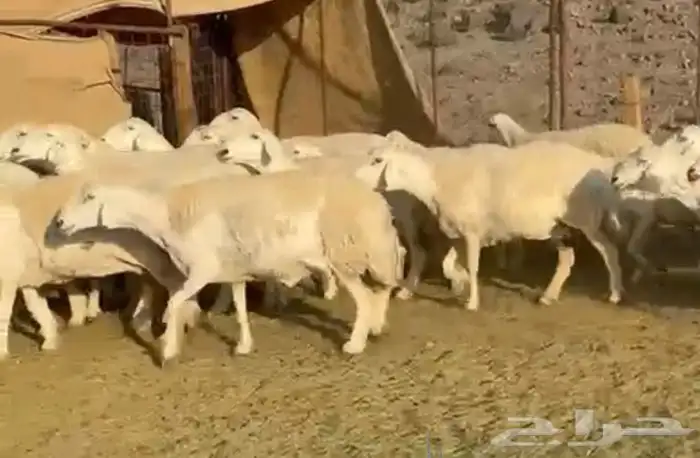 حرش فاخره وجروم ناهيه 6