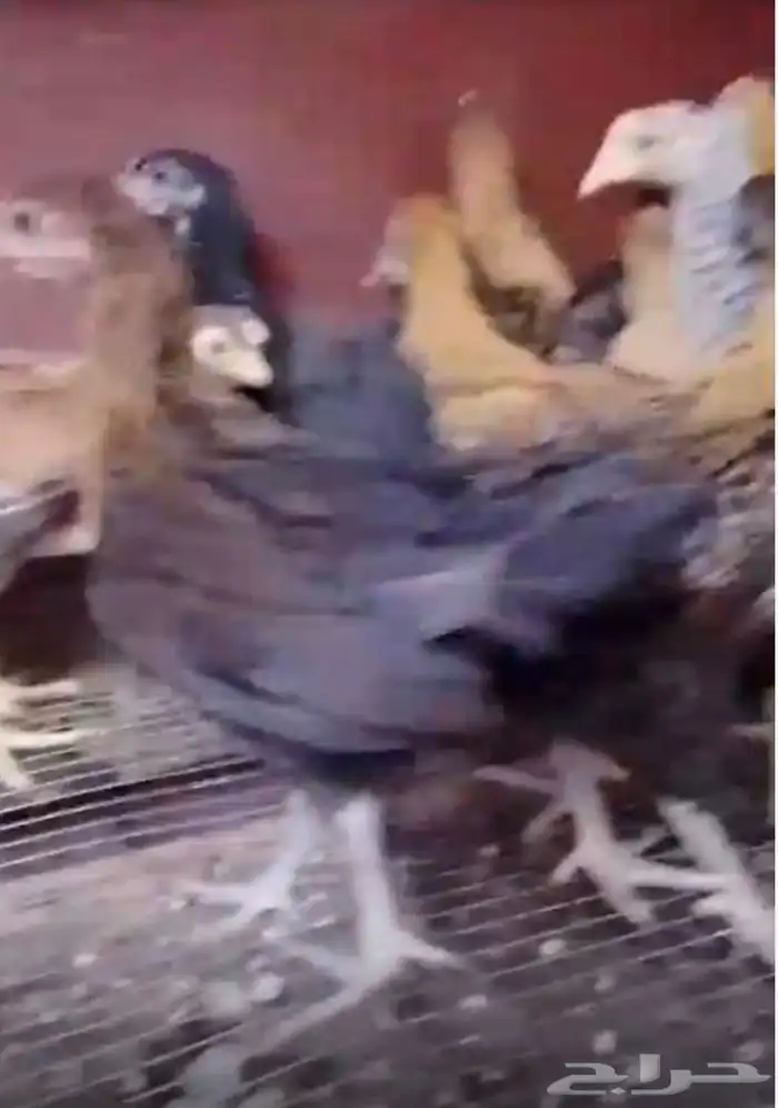 للبيع صوص دجاج 1