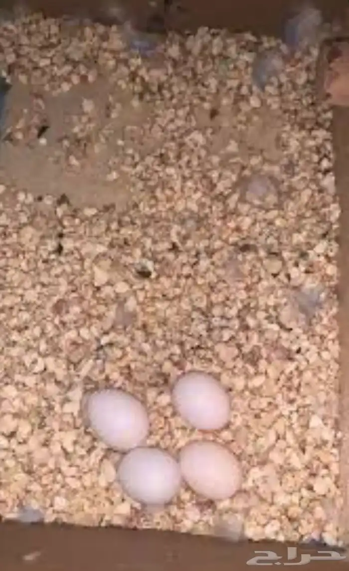 زوج بادجي متنج 3