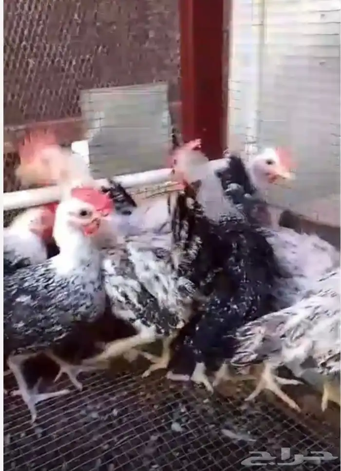 للبيع صوص دجاج 2