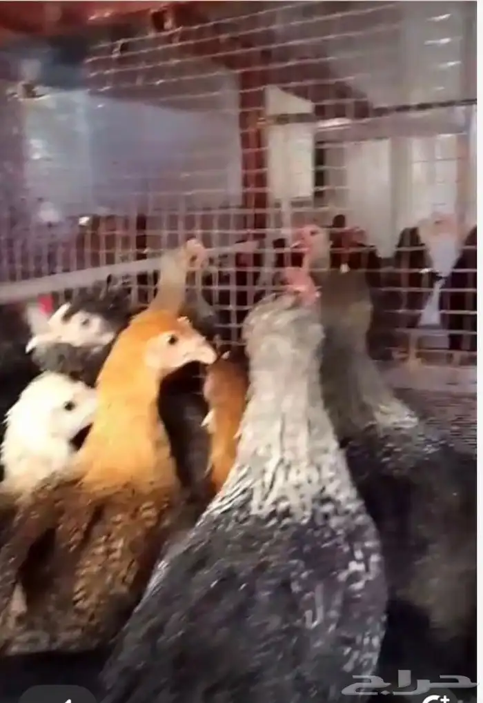 للبيع صوص دجاج 5