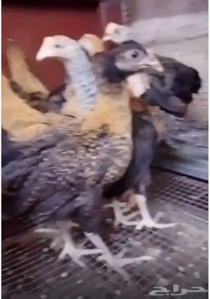 للبيع صوص دجاج 0