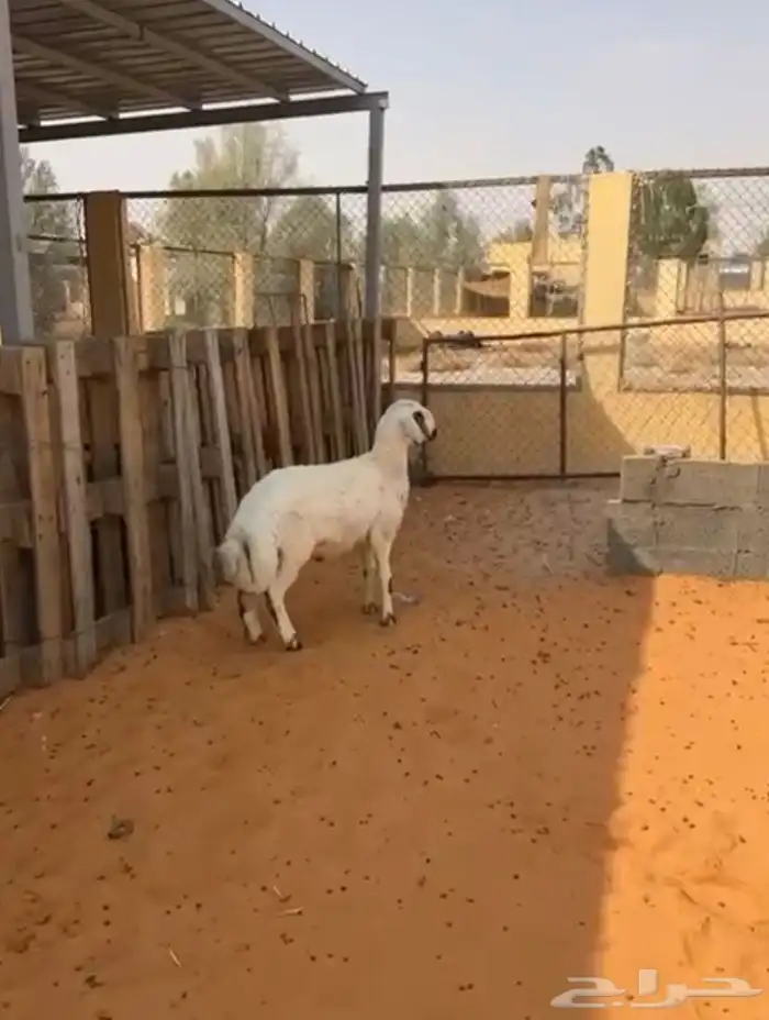 خروف مهجن 0