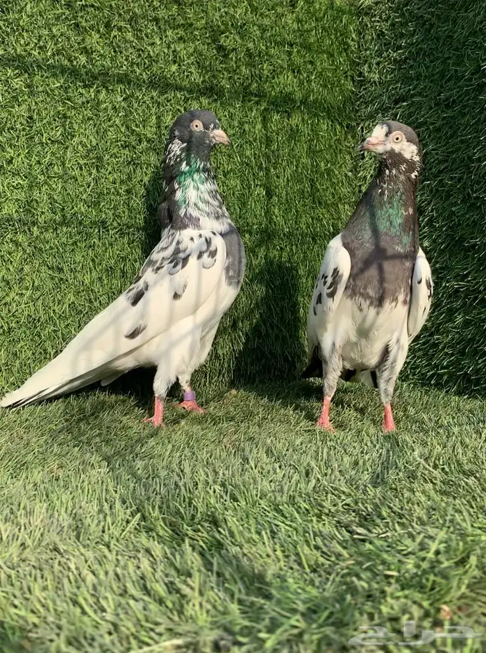 زوج رام تيدي بطل (( تمم البييع )) 3