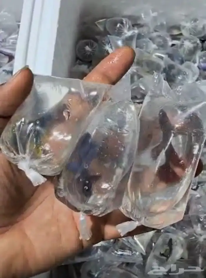 متوفر جميع انواع اسماك الزينة و اسماك بحرية جمله و قطاعي 22
