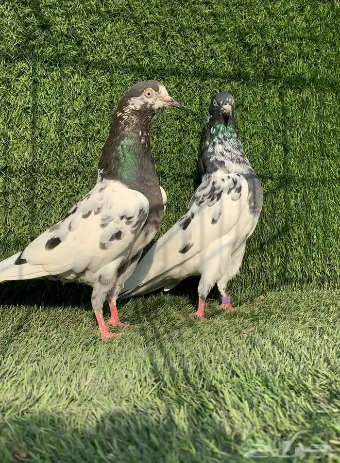 زوج رام تيدي بطل (( تمم البييع )) 1