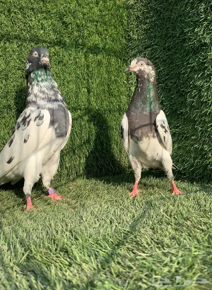 زوج رام تيدي بطل (( تمم البييع )) 4