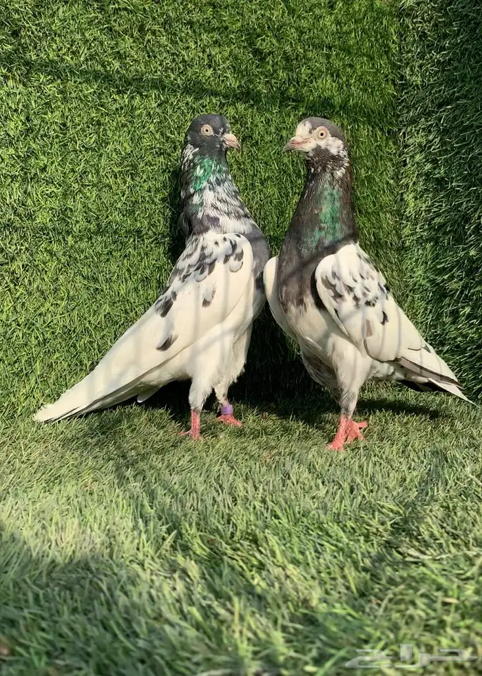 زوج رام تيدي بطل (( تمم البييع )) 2