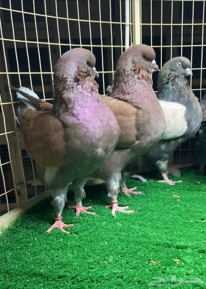 مجموعة حمام مودينا 1