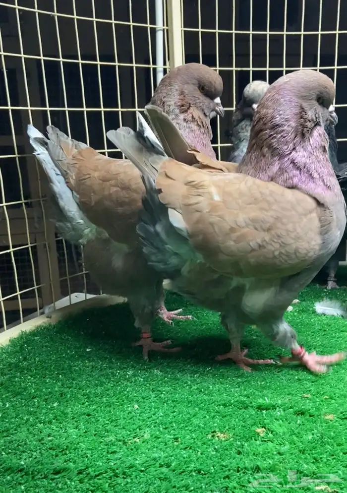 مجموعة حمام مودينا 2