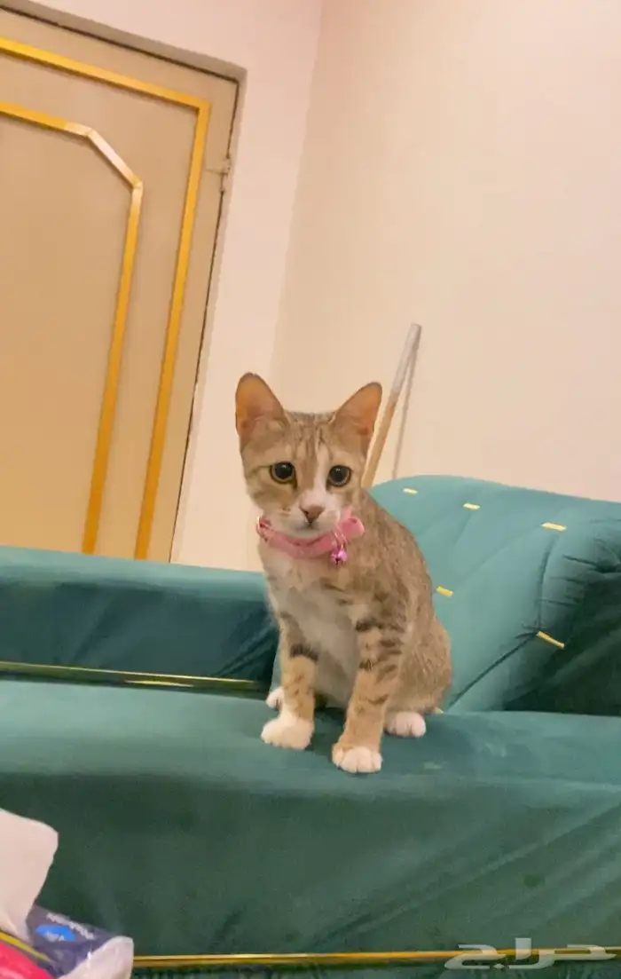 قطط مجانا للتبني مع مزايا وهدية 1