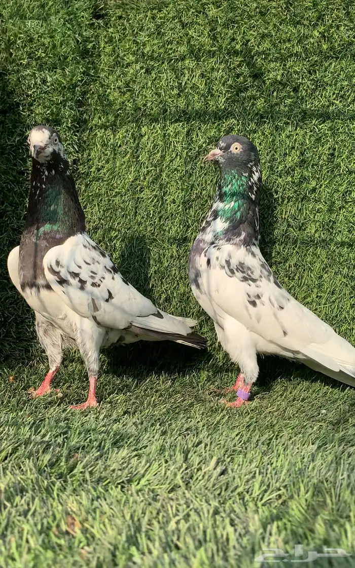 زوج رام تيدي بطل (( تمم البييع )) 0