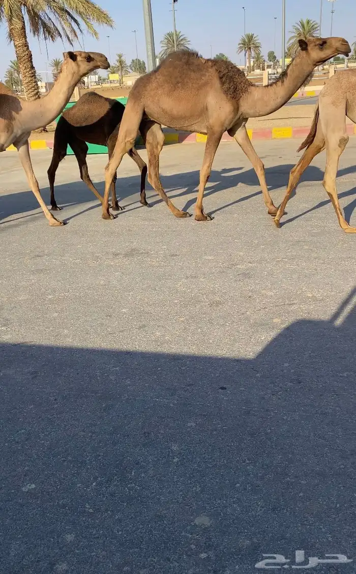 للبيع 5 بكار صفر بداوه كفوو (تم البيع) 2