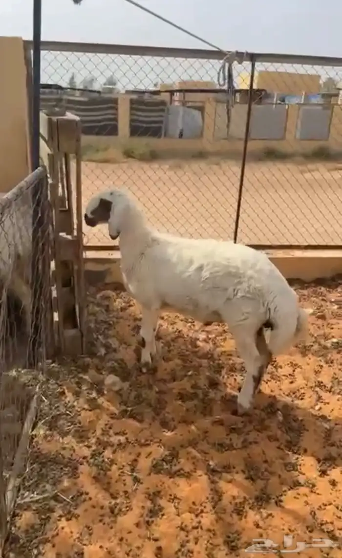 خروف مهجن 1