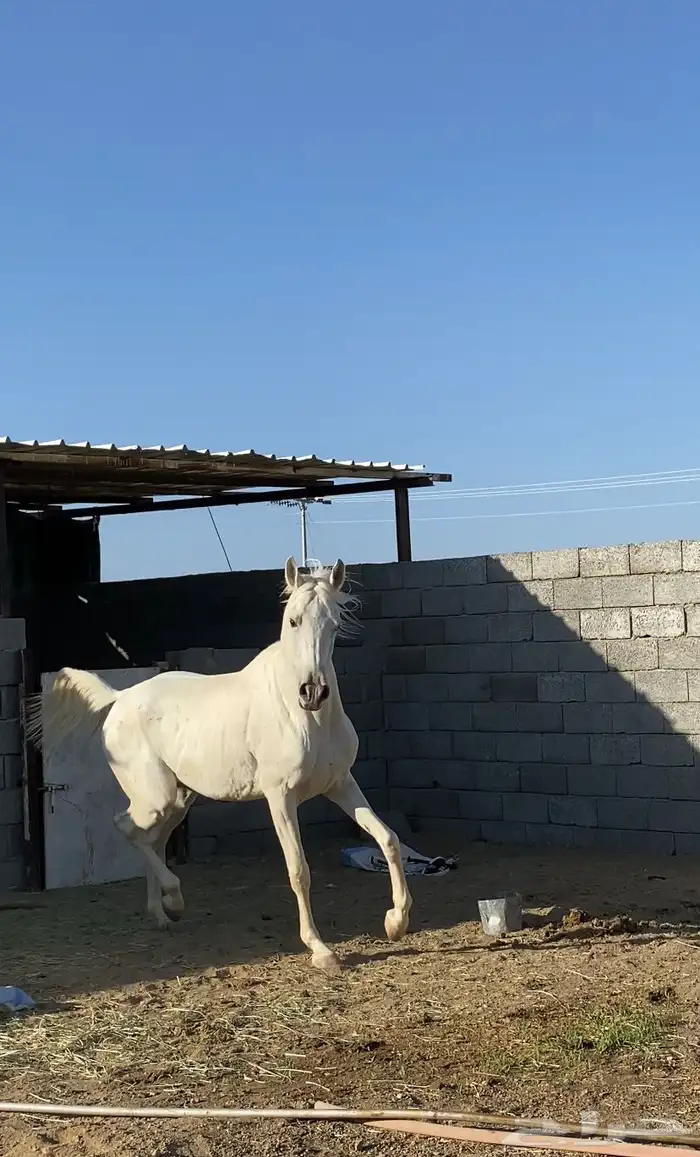 حصان واهو 13