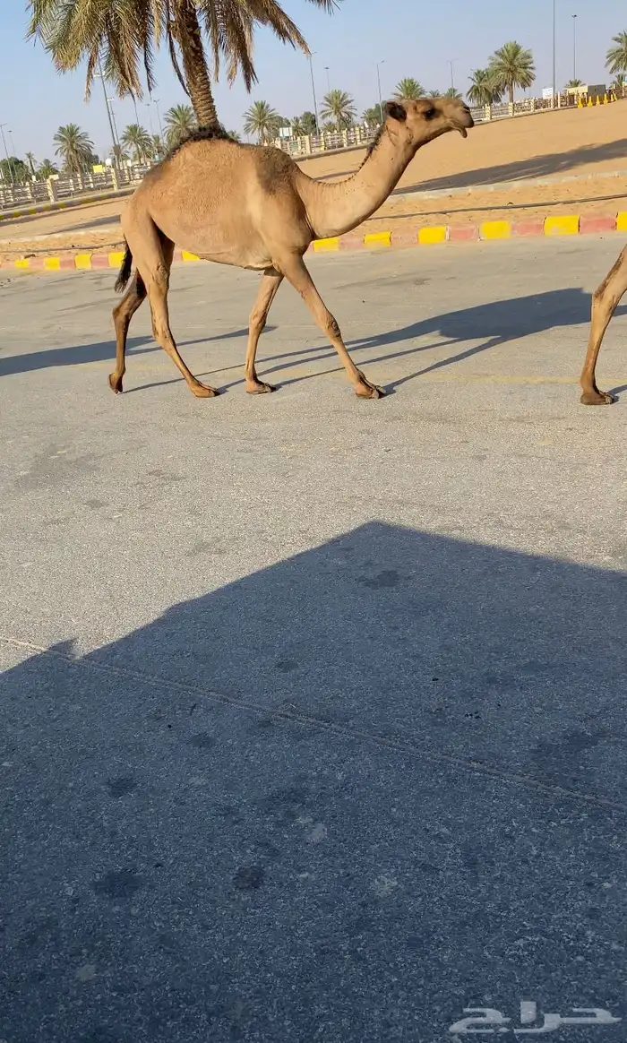 للبيع 5 بكار صفر بداوه كفوو (تم البيع) 4