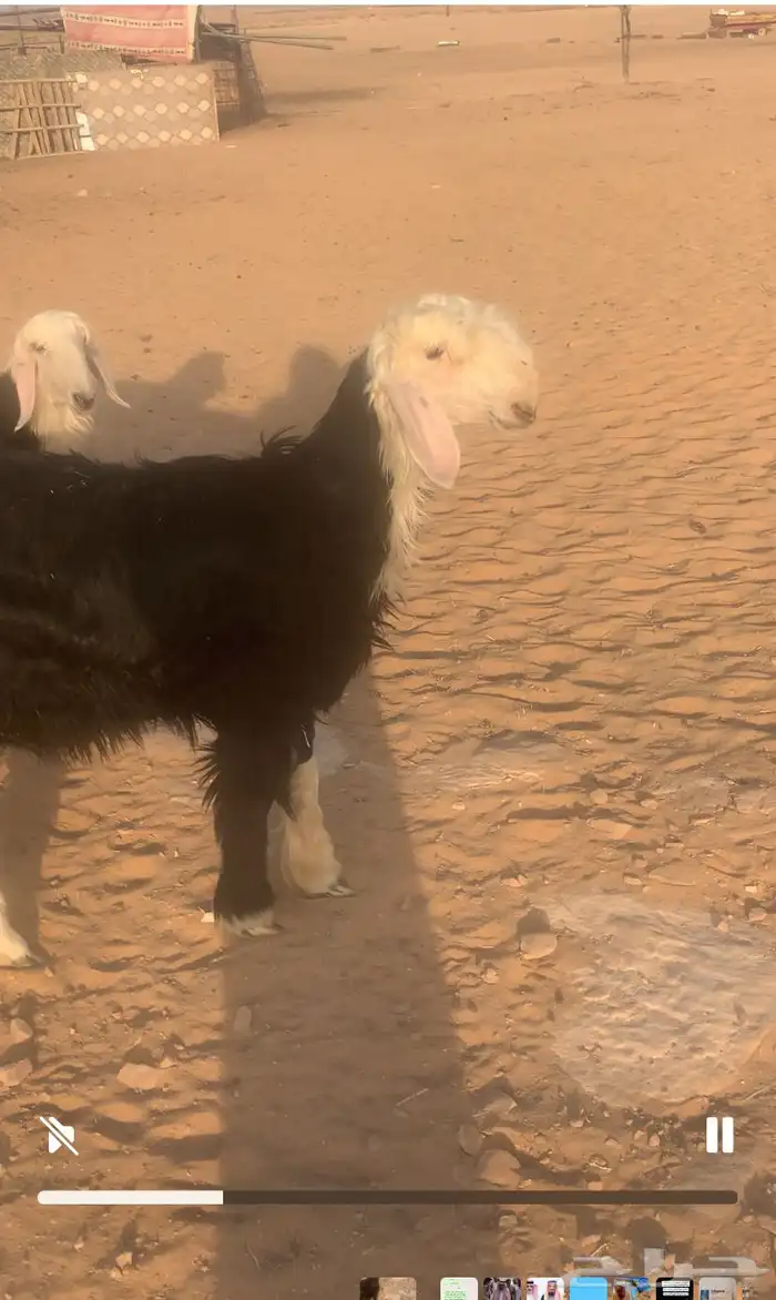 رخل نجديه فرديه 0