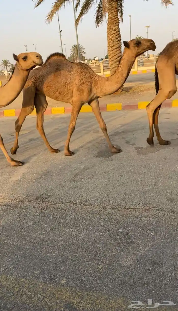 للبيع 5 بكار صفر بداوه كفوو (تم البيع) 1