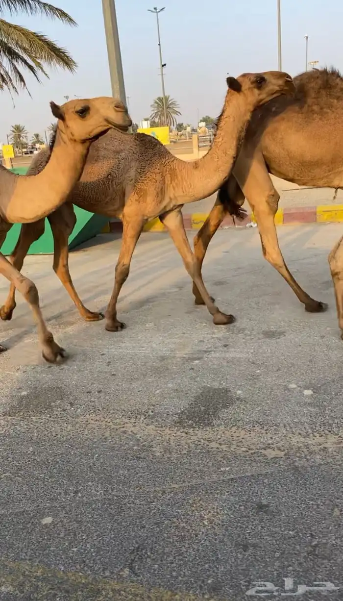 للبيع 5 بكار صفر بداوه كفوو (تم البيع) 0