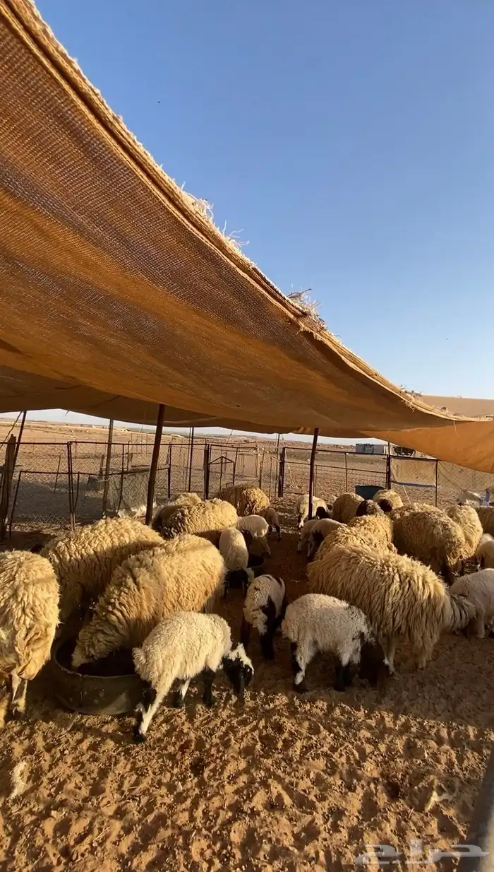 مطافيل منوة القناي العدد 15 معها 21 0