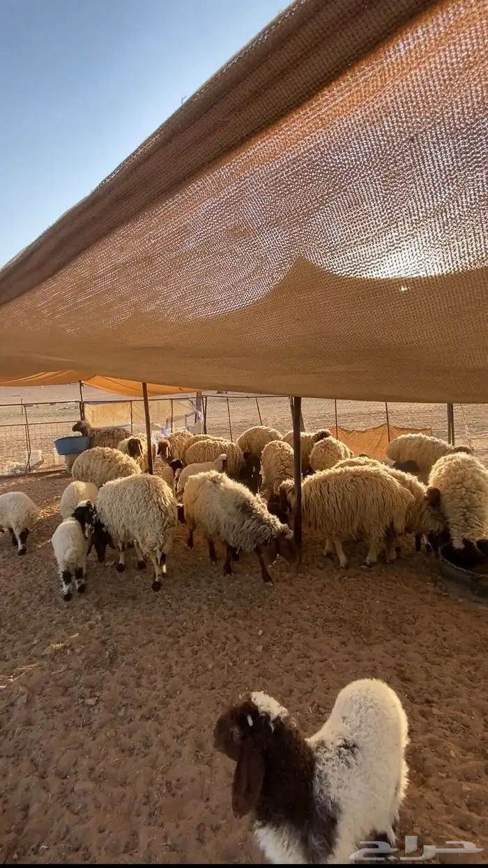 مطافيل منوة القناي العدد 15 معها 21 1