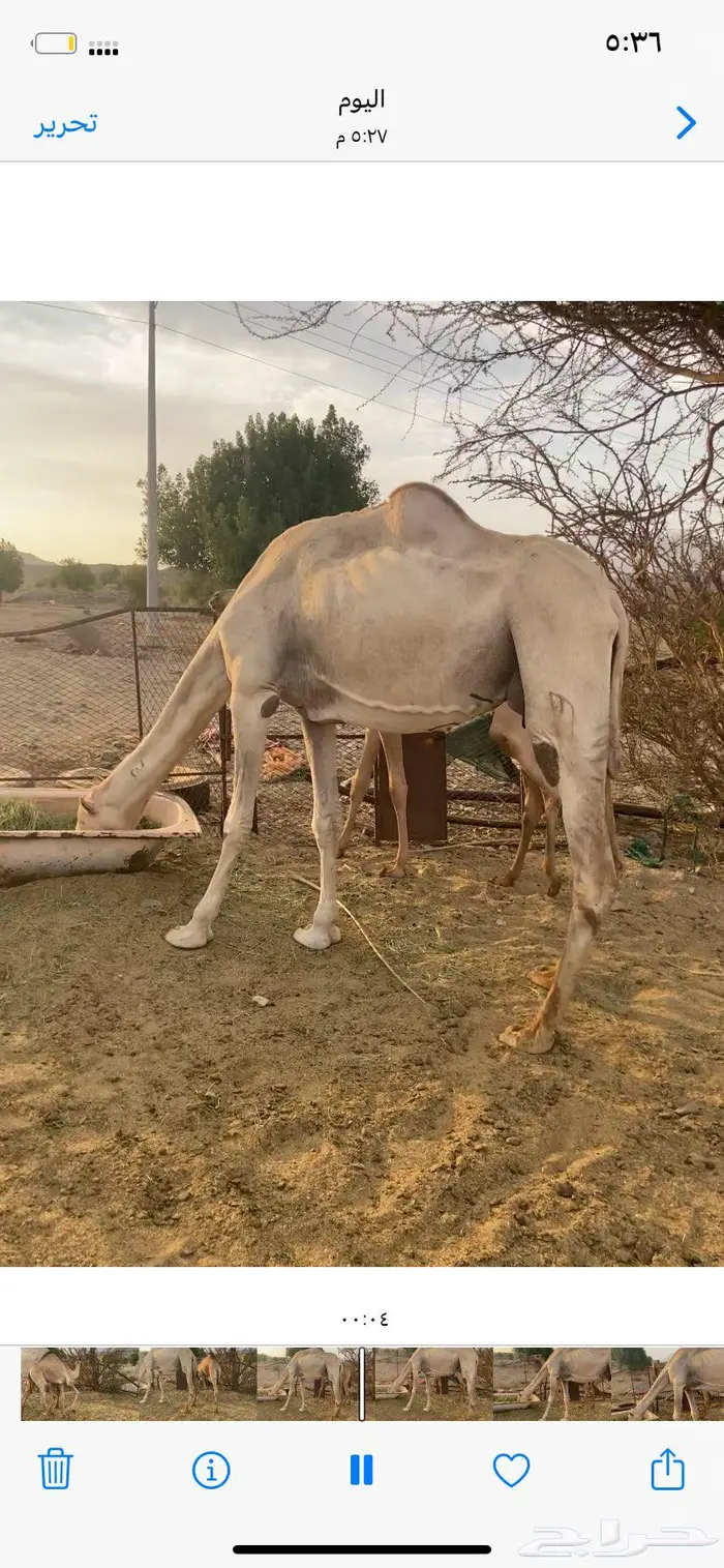 ناقه عمانية 1