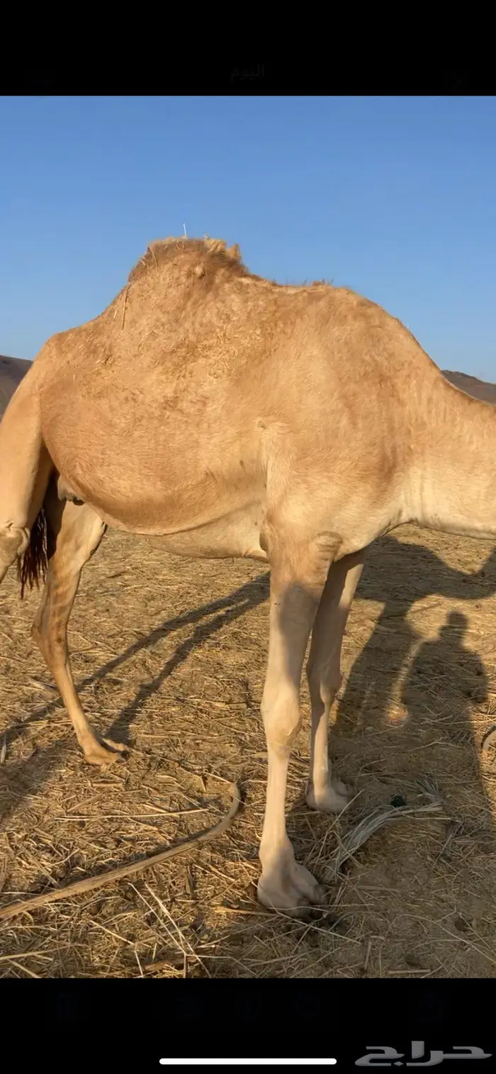 تم البيع 1