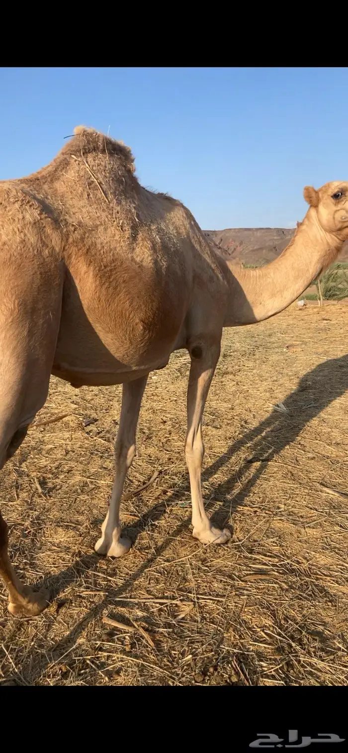 تم البيع 4