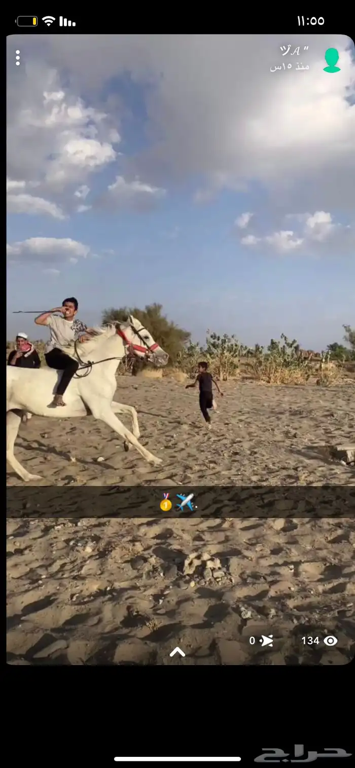 حصان واهو 16