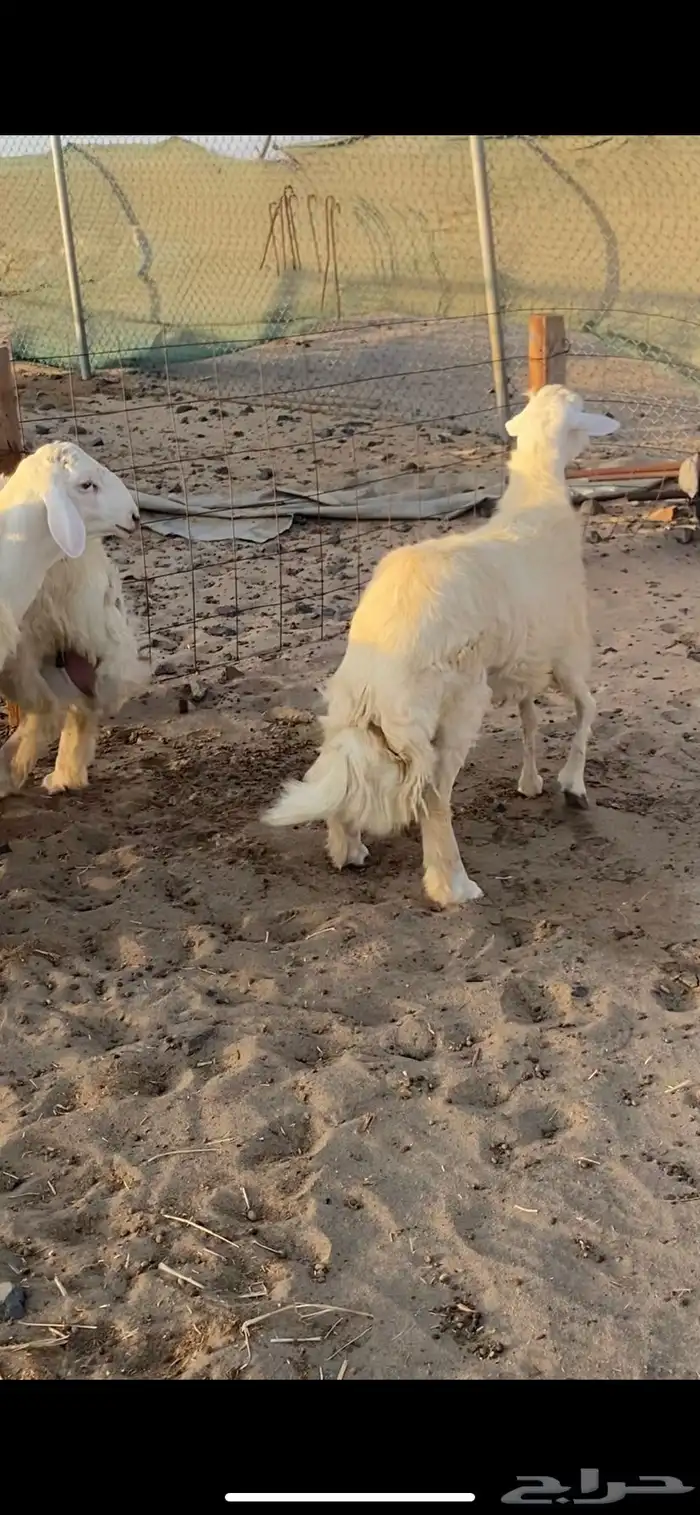 طليان حريه جبره وفاخره تباريك ضيوف طيبه 5