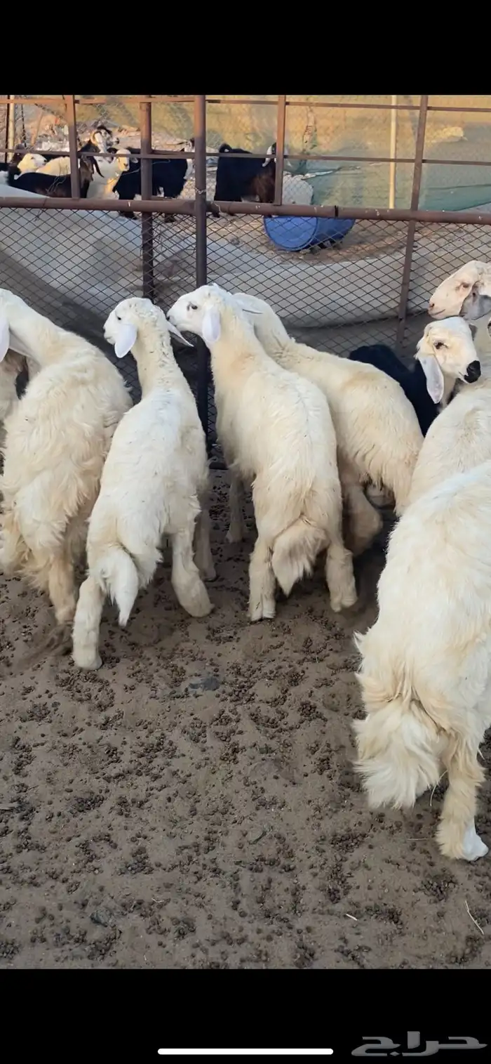 طليان حريه شحم ولحم ظهورها طيبه واطرافها طيبه 1