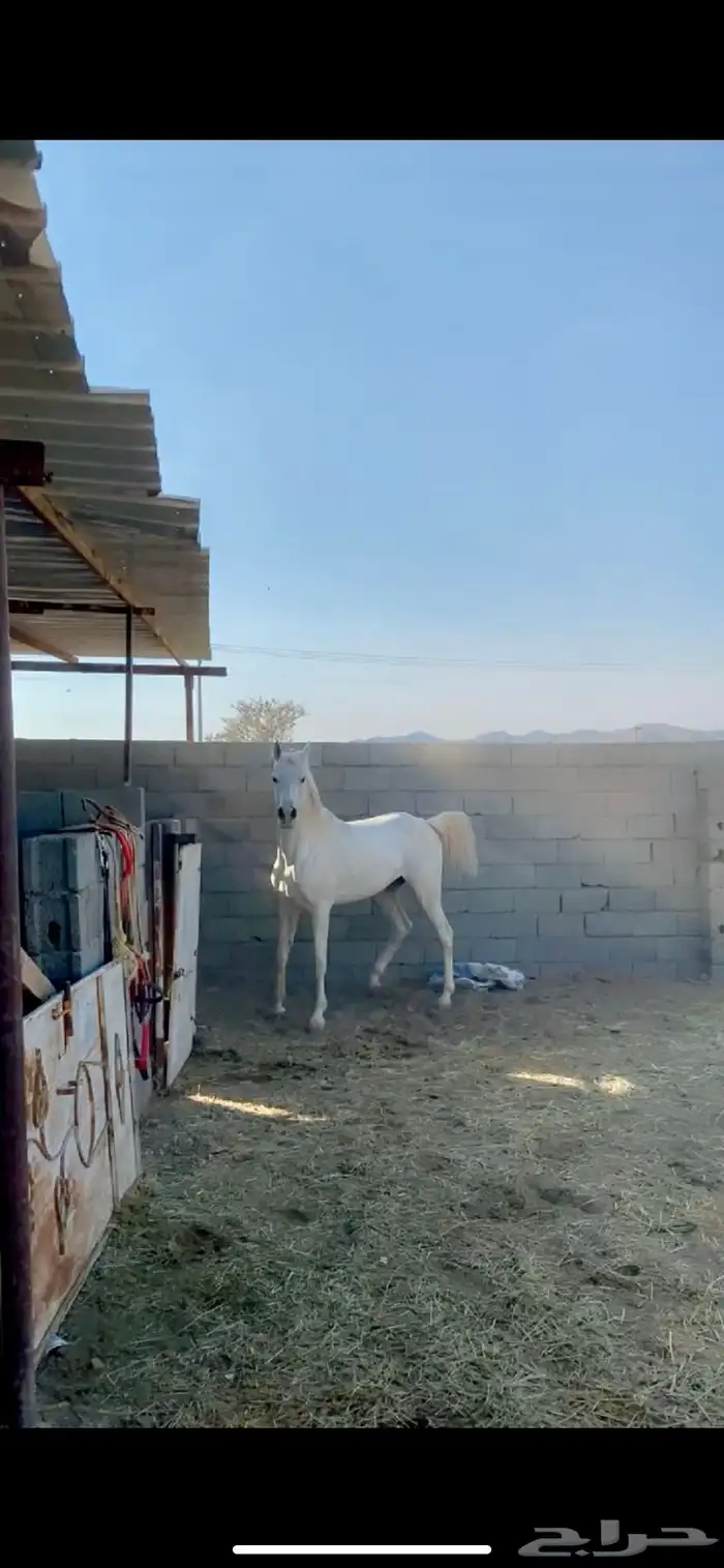 حصان واهو 15