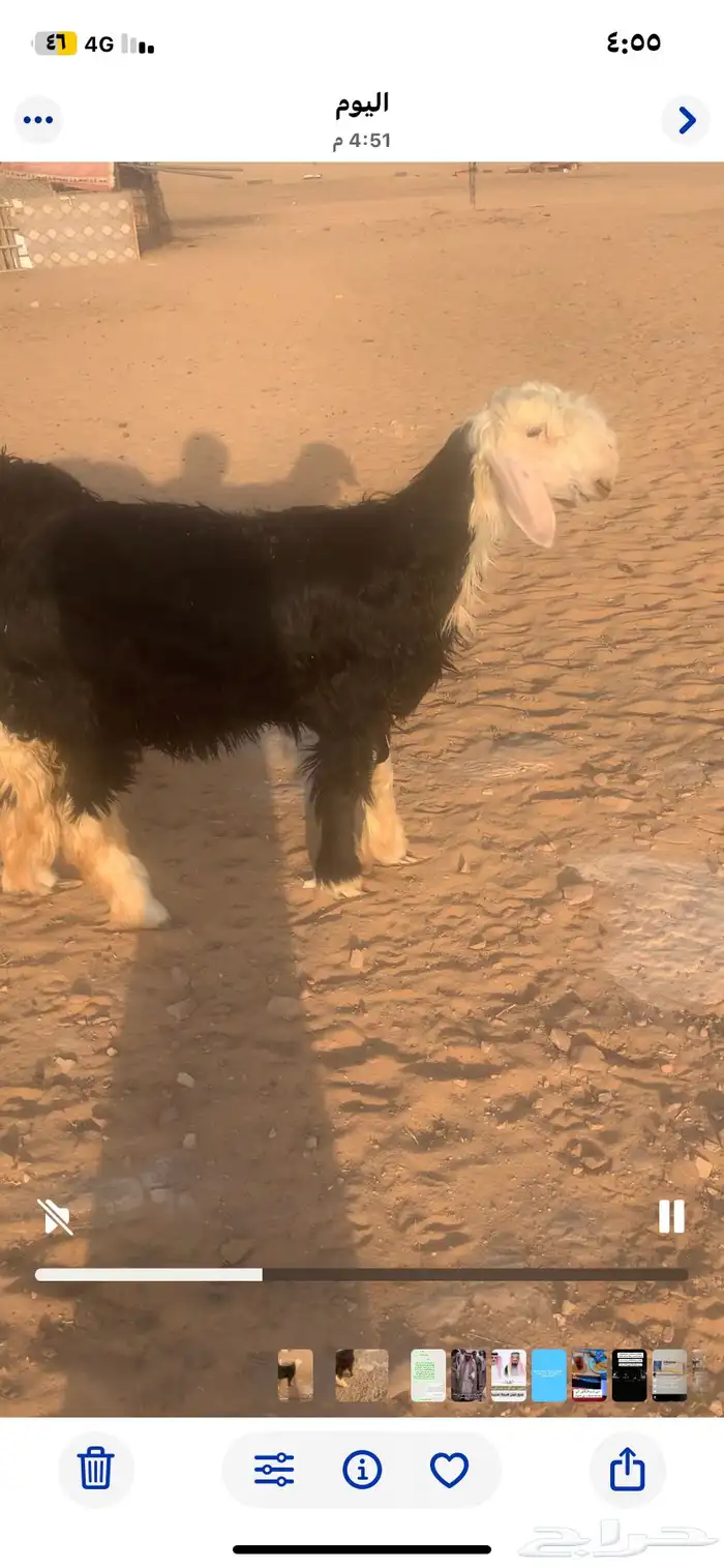 رخل نجديه فرديه 1
