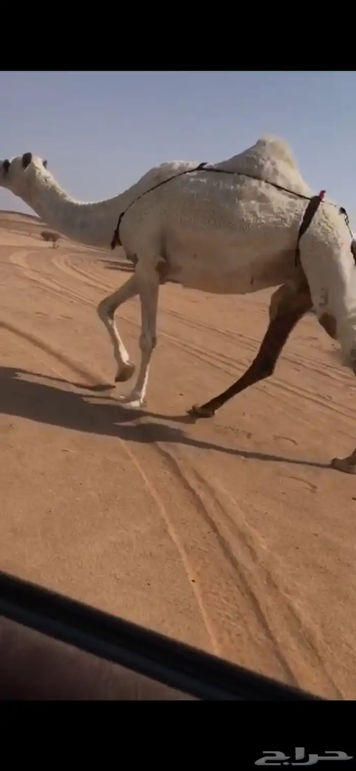 لقحه كفو رمانيه لها في اللقاح 7شهور 2