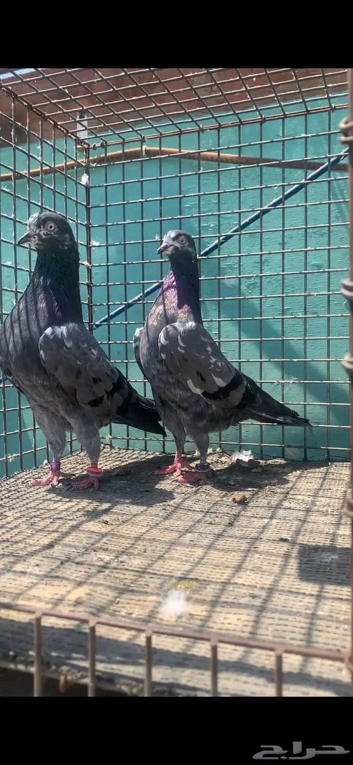 للبيع حمام تيدي شينا 4