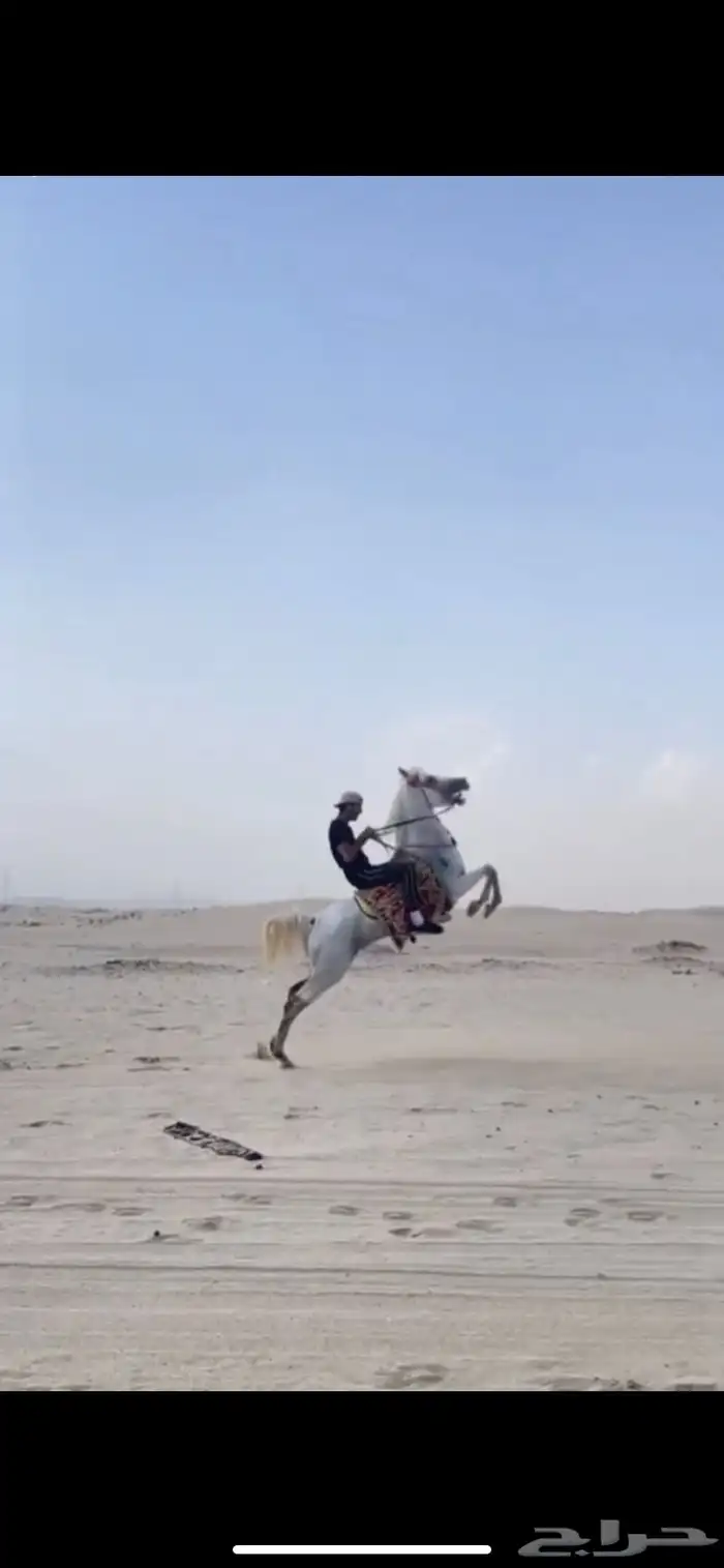 حصان واهو 17