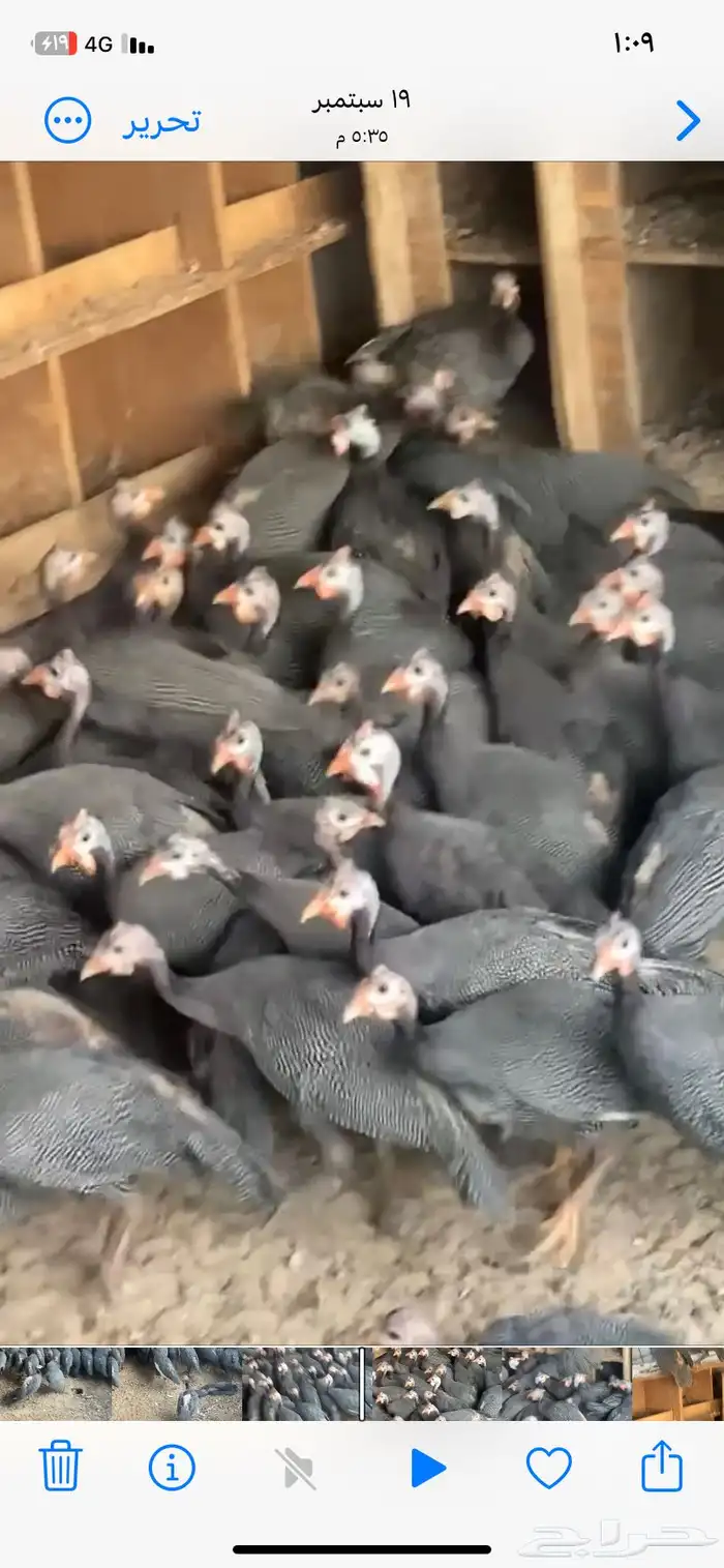 دجاج حبشي 0