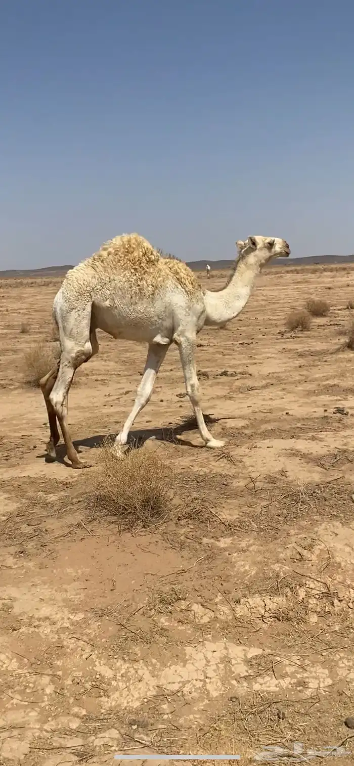 حشو لبانية فاخرة 2