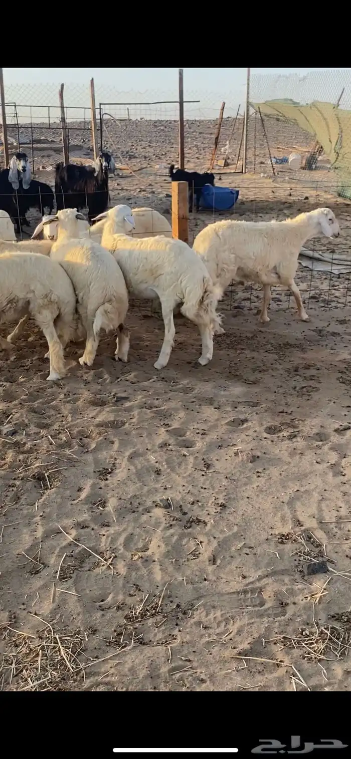 طليان حريه جبره وفاخره تباريك ضيوف طيبه 3