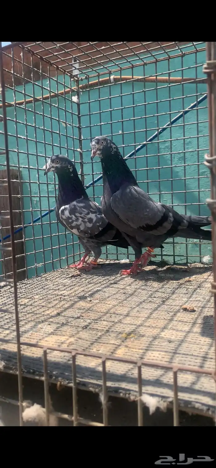 للبيع حمام تيدي شينا 2