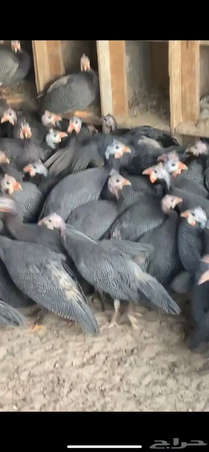دجاج حبشي 1