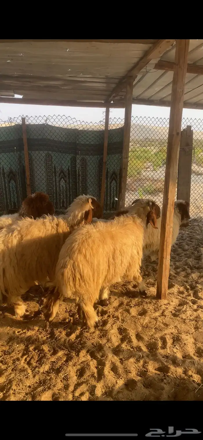 خرفان بلدي 0