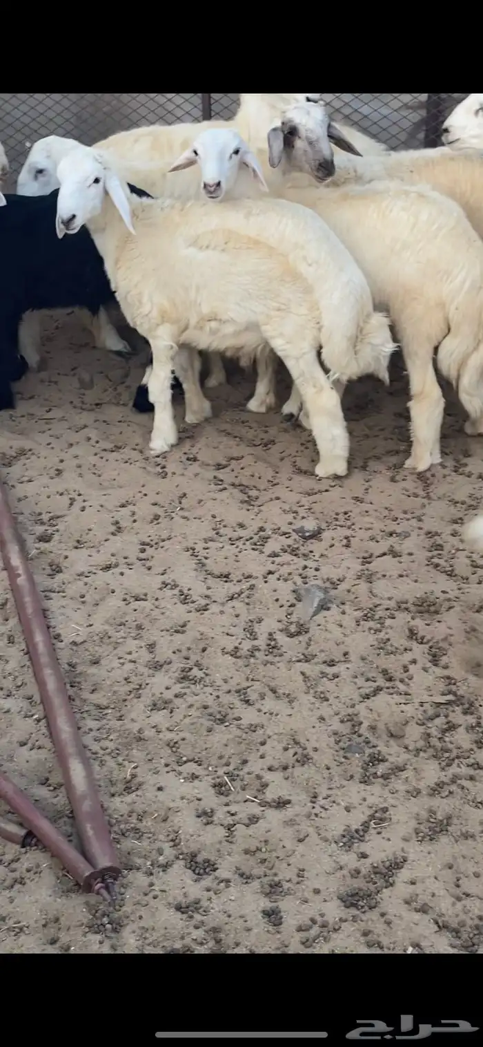 طليان حريه شحم ولحم ظهورها طيبه واطرافها طيبه 5