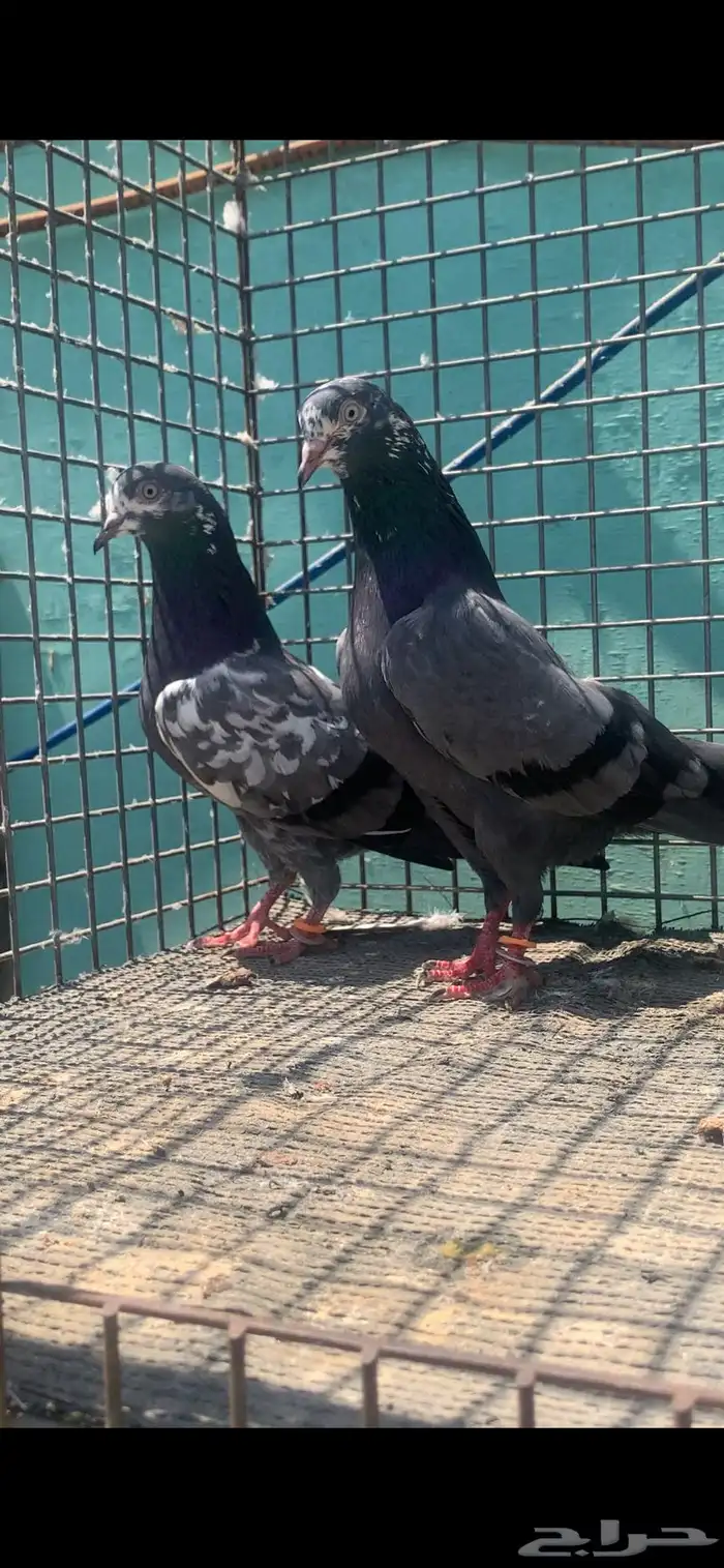 للبيع حمام تيدي شينا 0