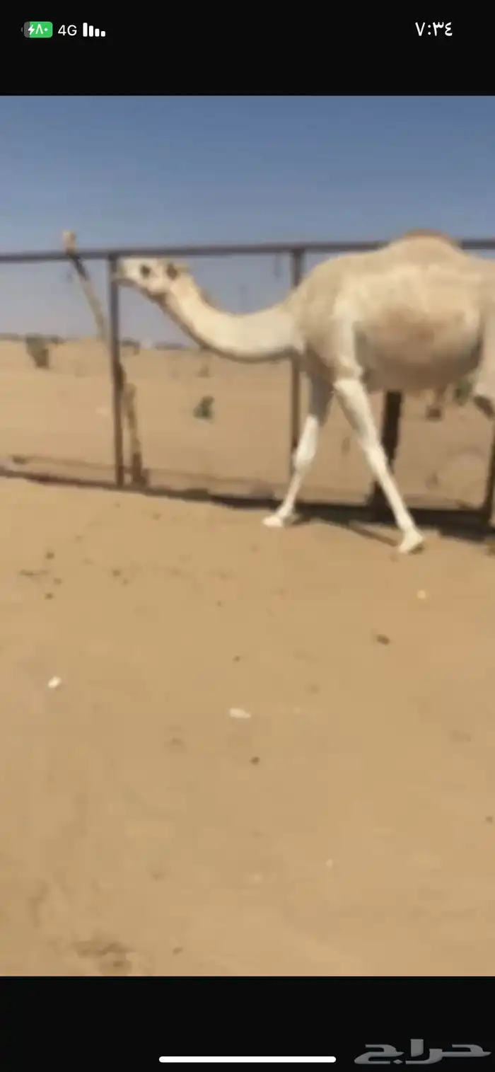 بكر اجذعه مبيوع ولدها مشروطه من كل عذروب السوم 5000 1