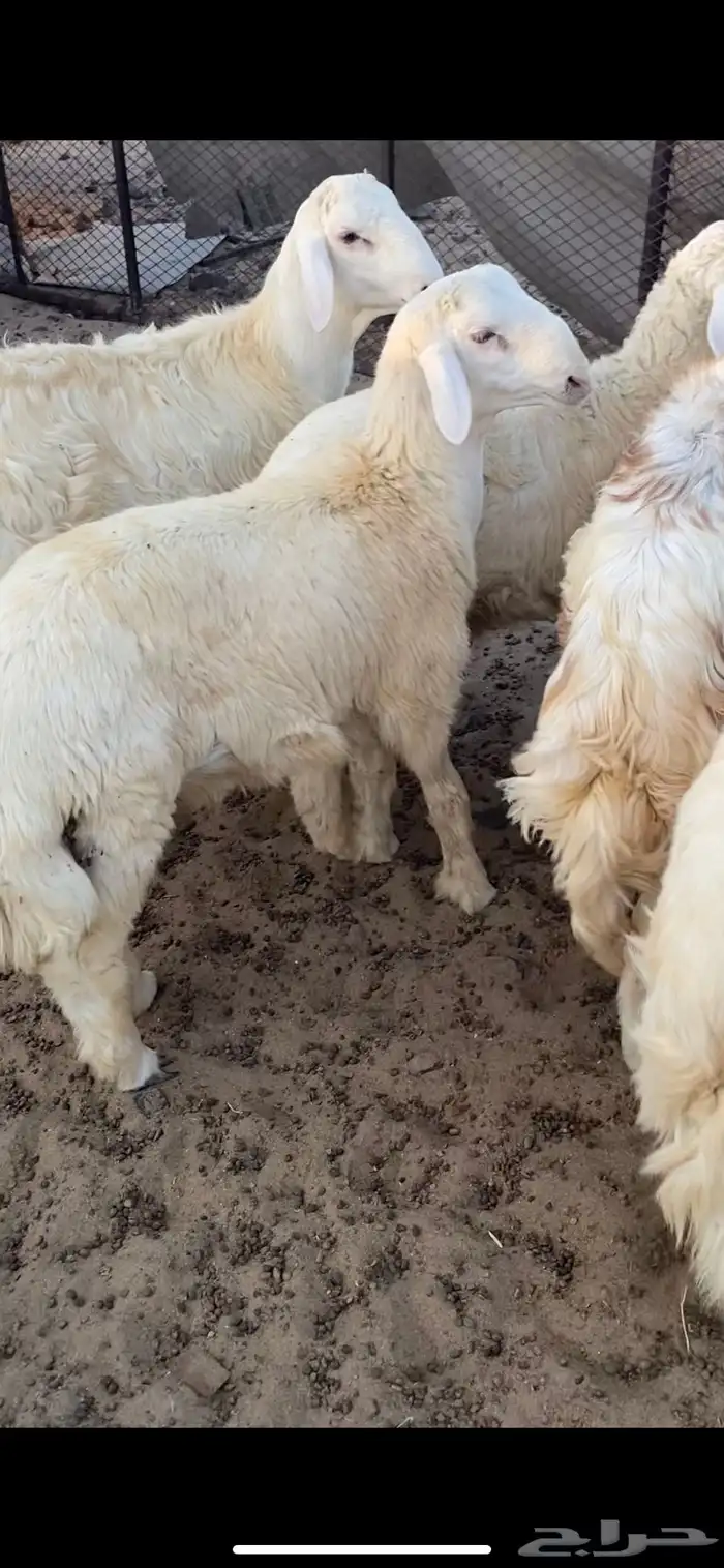 طليان حريه شحم ولحم ظهورها طيبه واطرافها طيبه 3